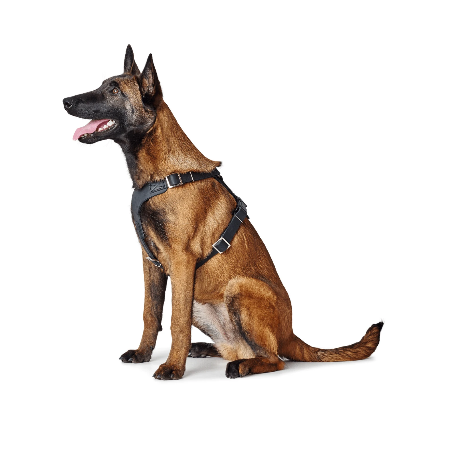 product_image_1761136561 Hunter Aalborg Soft Genuine Leather Dog Harness, Black