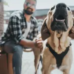 Hunter Aalborg Soft Genuine Leather Dog Harness, Black