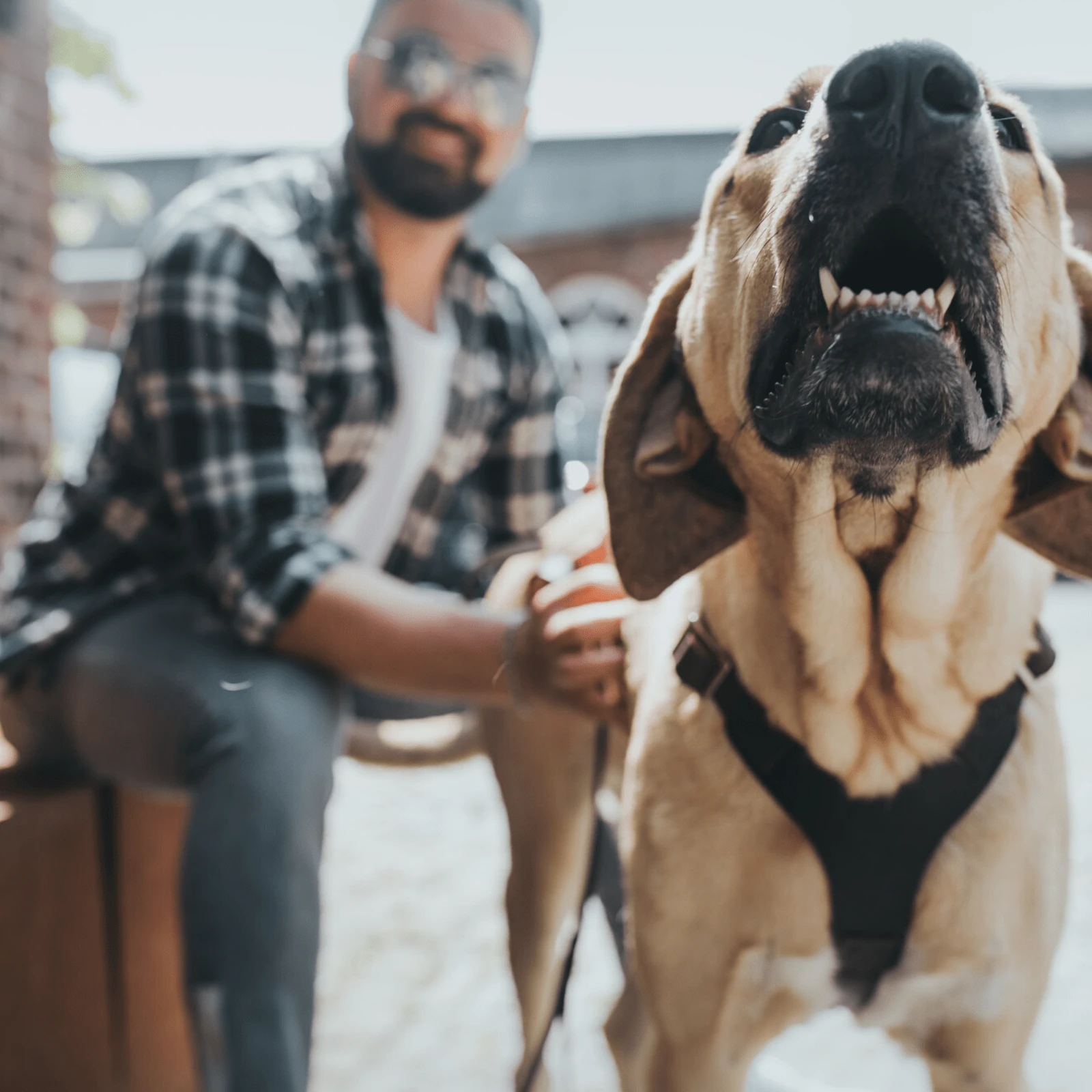 product_image_1761136588 Hunter Aalborg Soft Genuine Leather Dog Harness, Black