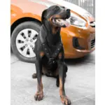 Hunter Easy Comfort Dog Car Harness