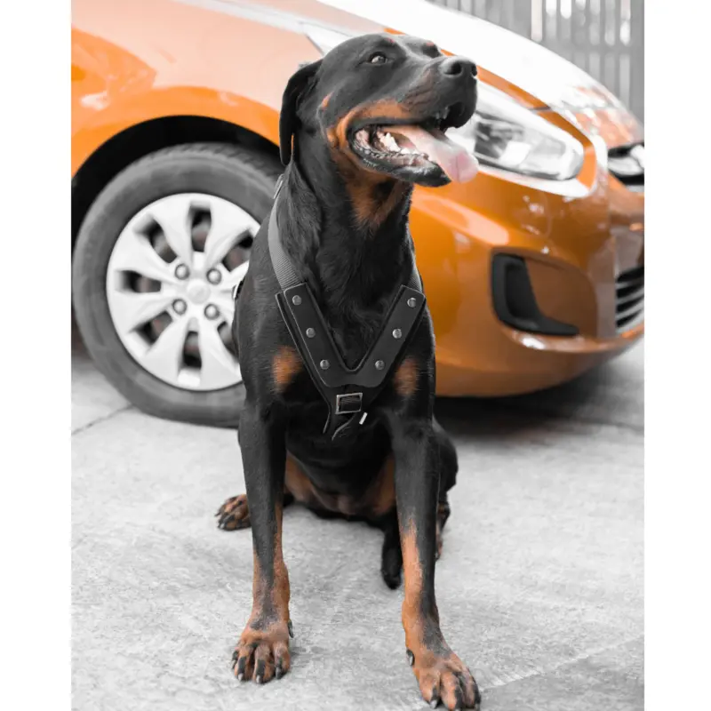 fish dog treat - Professional Guide and Review