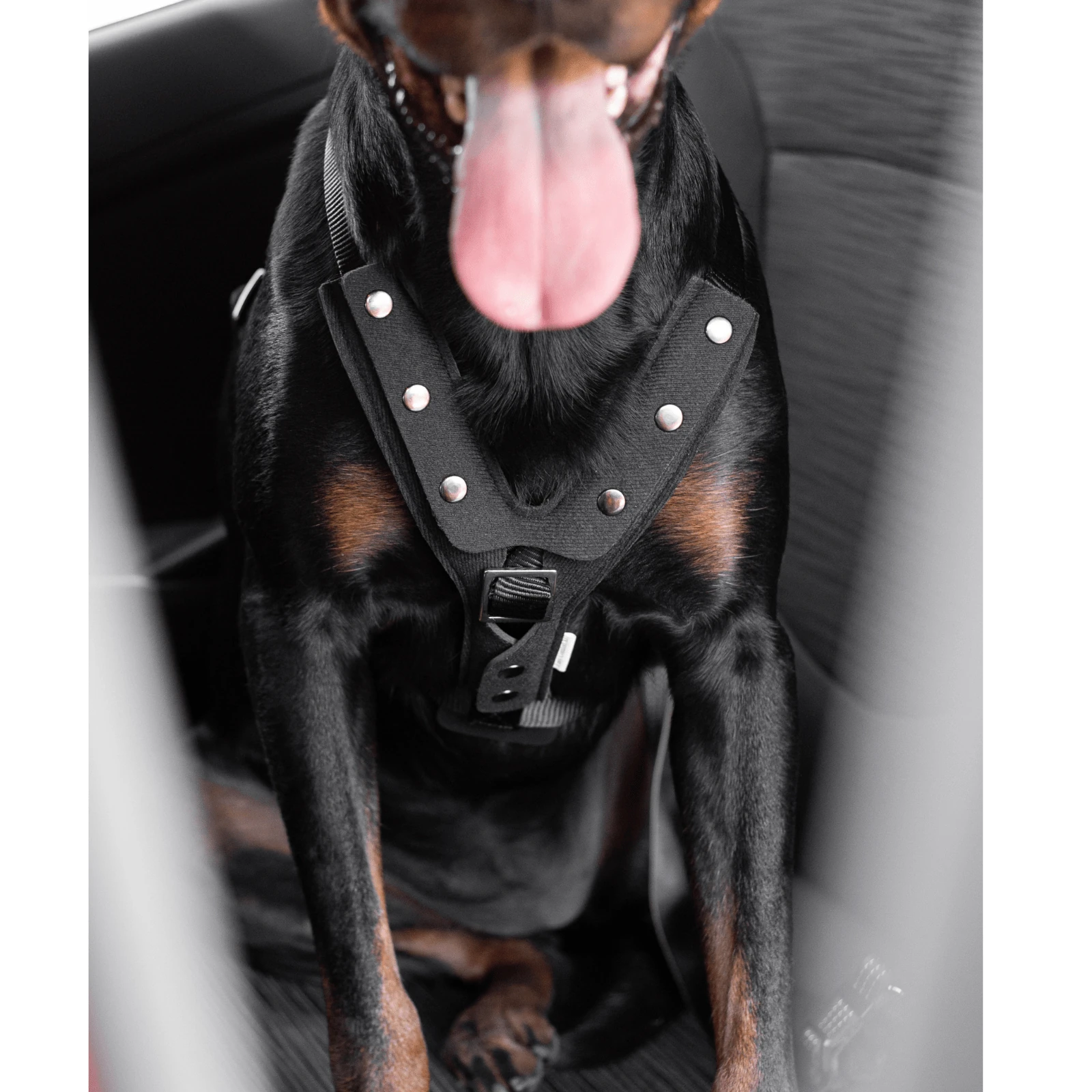 product_image_1761136814 Hunter Easy Comfort Dog Car Harness