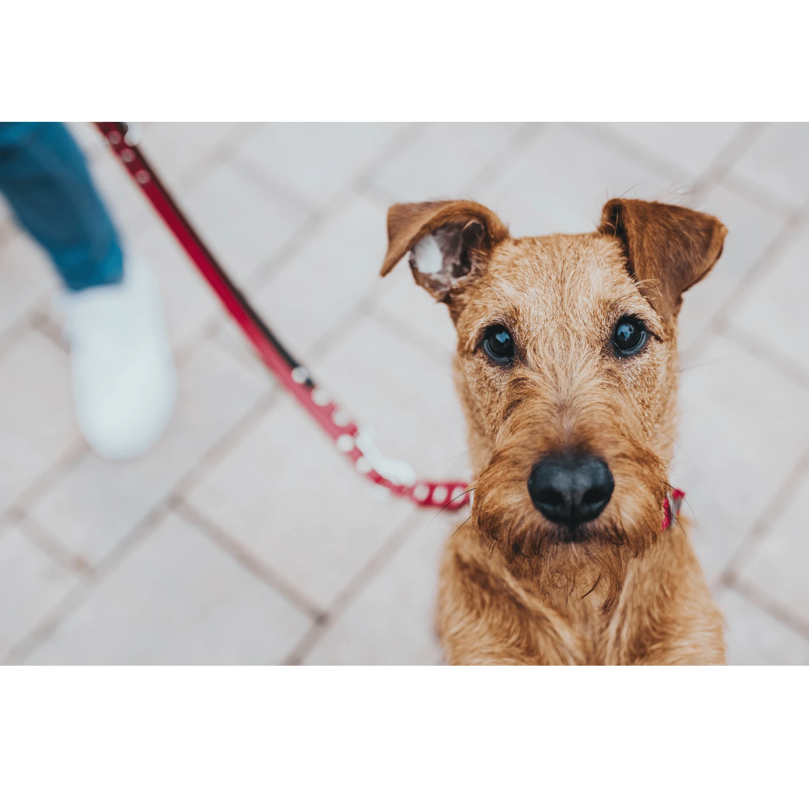 product_image_1761142479 Hunter Classic Swiss Leather Dog Training Lead