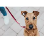 Hunter Classic Swiss Leather Dog Training Lead