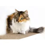 ant resistant cat bowl - Professional Guide and Review