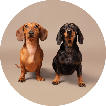 dog seat belt harness breathable mesh fabric