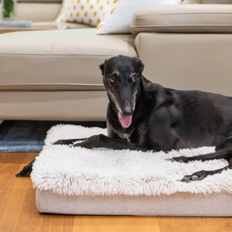 personalised dog bed - Professional Guide and Review