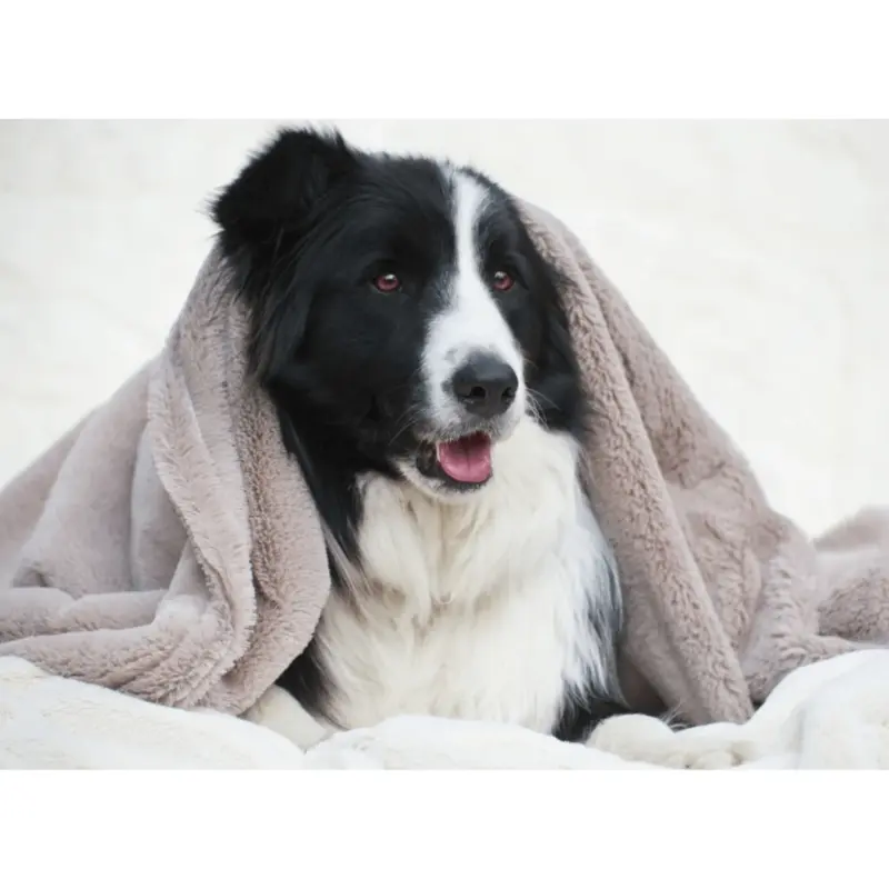 T&S Puppy Mink Dog Blanket, Warm Grey