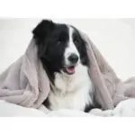 T&S Puppy Mink Dog Blanket, Warm Grey