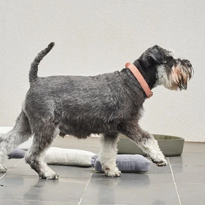 microchip dog door large comparison chart showing read-rate vs price for top five 2025 Australian models