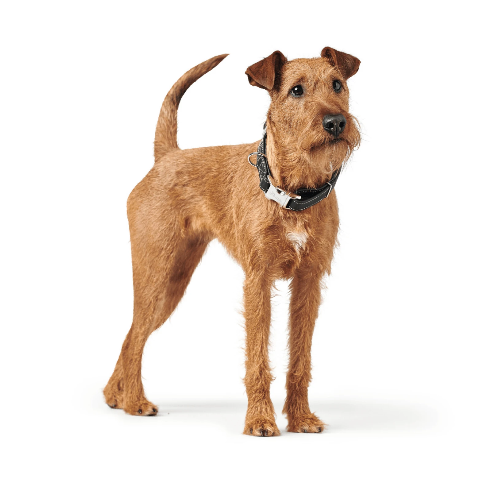 crate mattress used in positive training session, Australian shepherd relaxing inside wire crate