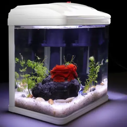 fish tank